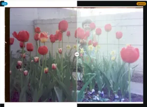 Image 1: comparison of two scanner drivers on same negative-
